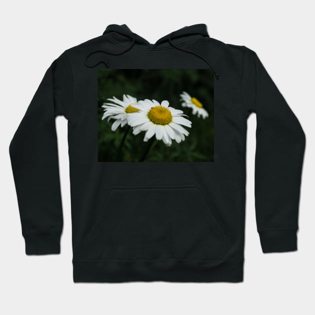 Daisies in bloom Hoodie by CanadianWild418